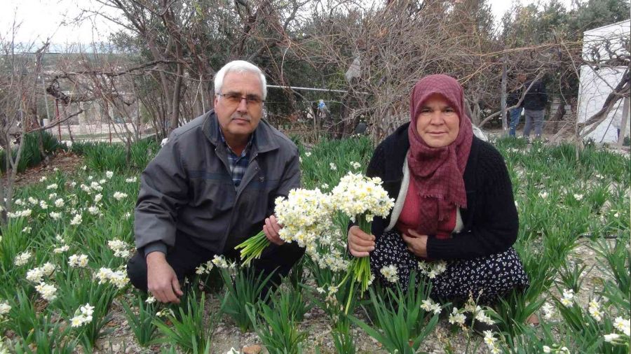 Kış gelmeyince nergis çiçekleri 150 liradan 50 liraya düştü