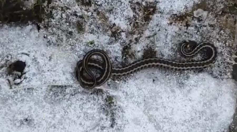 Kış mevsiminde görülen yılan şaşırttı