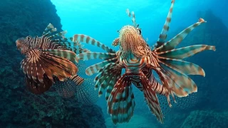 Kzldeniz: Mercanlarn Kalbinde Renkli Bir Hayat Akyor