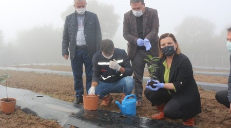 Kocaeli'de "Aronya Bahçeleri" kuruluyor