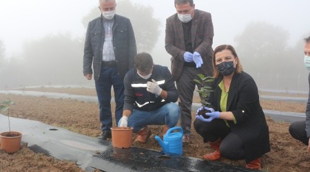 Kocaeli'de "Aronya Baheleri" kuruluyor