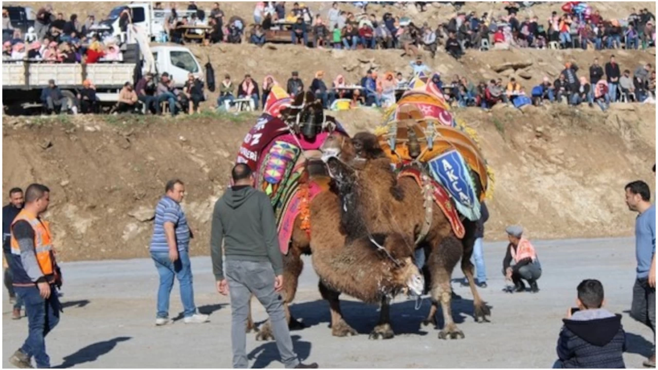 Ko�arl�, Geleneksel Deve G�re�i Festivali'ne haz�r