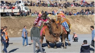 Koarl, Geleneksel Deve Grei Festivali'ne hazr