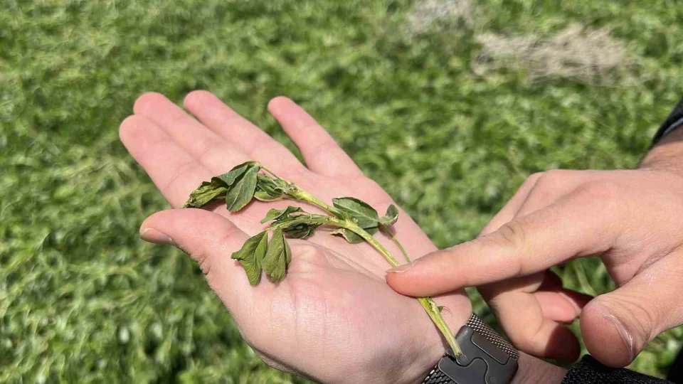 Konya Ovas�'nda kars�z sezon endi�esi