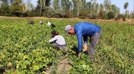 Korona virüs Gevaş fasulyesini vurdu