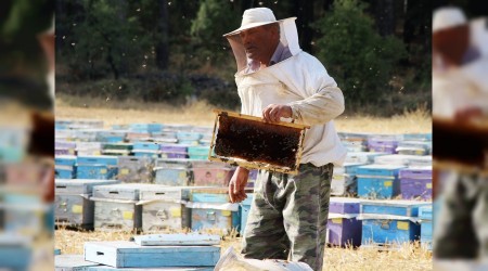 Kuraklık çam balını vurdu