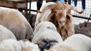 Kurbanlık fiyatları ne kadar?