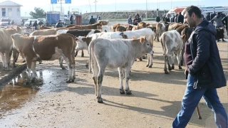 Kurbanlık sevkiyatına sıkı denetim