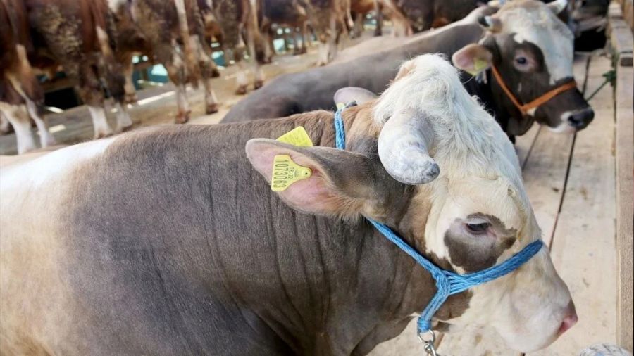 Kurbanlıklarda şap uyarısı