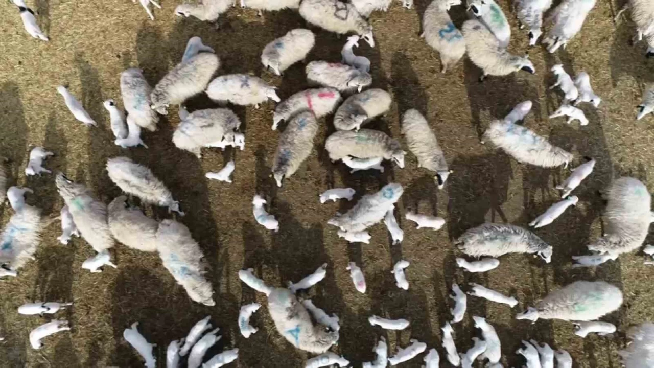 Kuzu doğumlarında üçüzler arttı