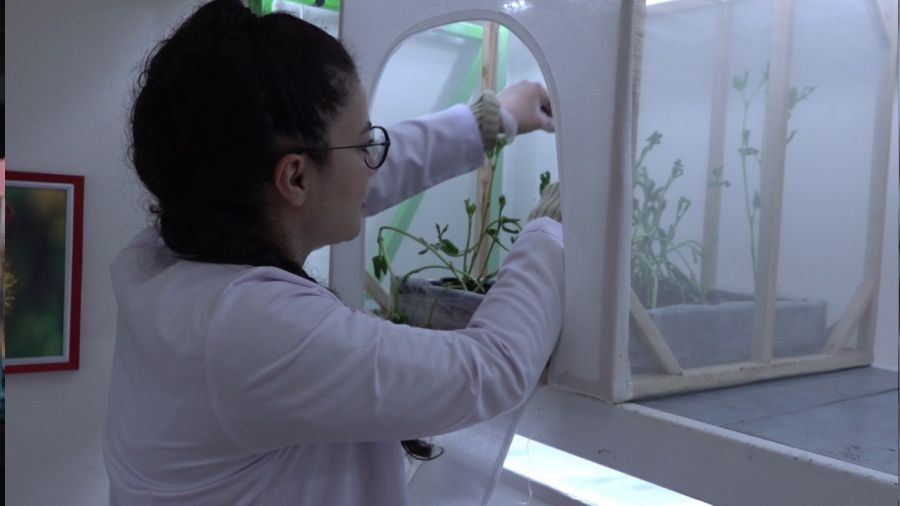 Laboratuvarda üretilecek uğur böcekleri yaprak bitine çözüm olacak