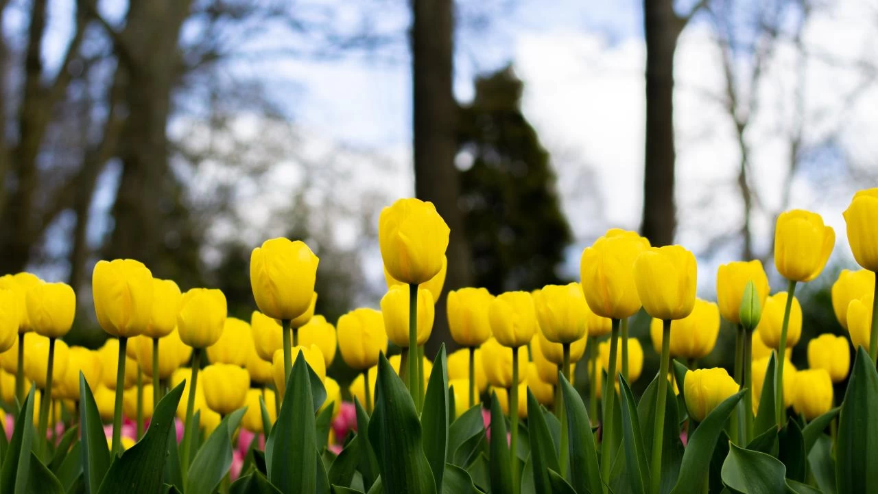 Lale: Akn ve baharn zarif sembol