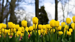 Lale: Aşkın ve baharın zarif sembolü