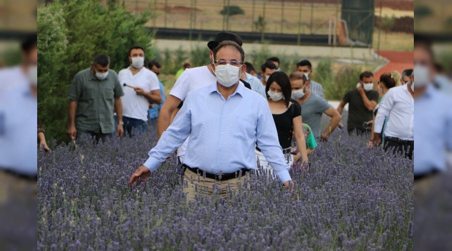 Lavanta �retimi kazand�r�yor