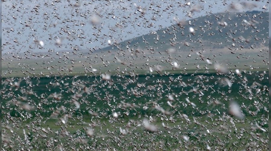 Lübnan'a şimdi de çekirge sürüleri musallat oldu