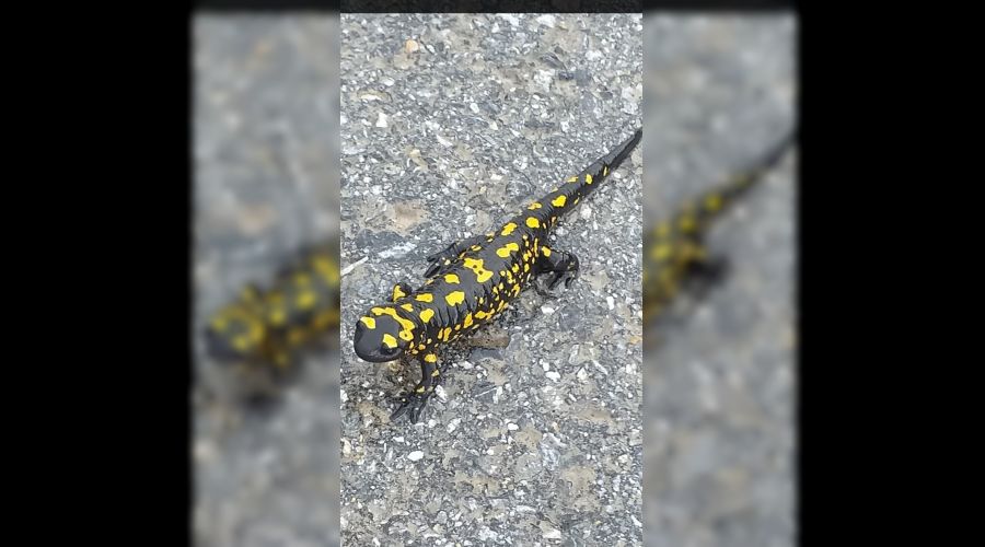 Malatya’da nesli tükenmekte olan semender görüntülendi