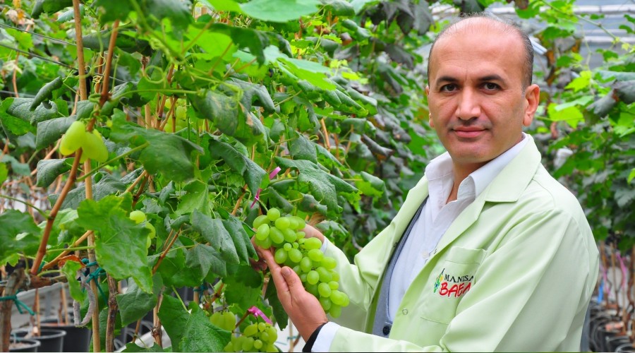 Manisa’da 1453 çeşit üzüm