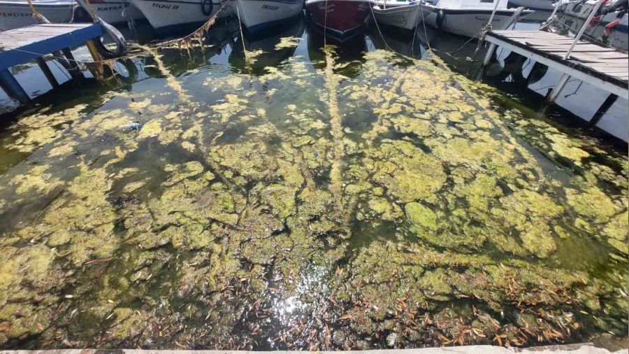 Marmara denizi kendini temizliyor: K�y�lar yosunla kaplan�yor