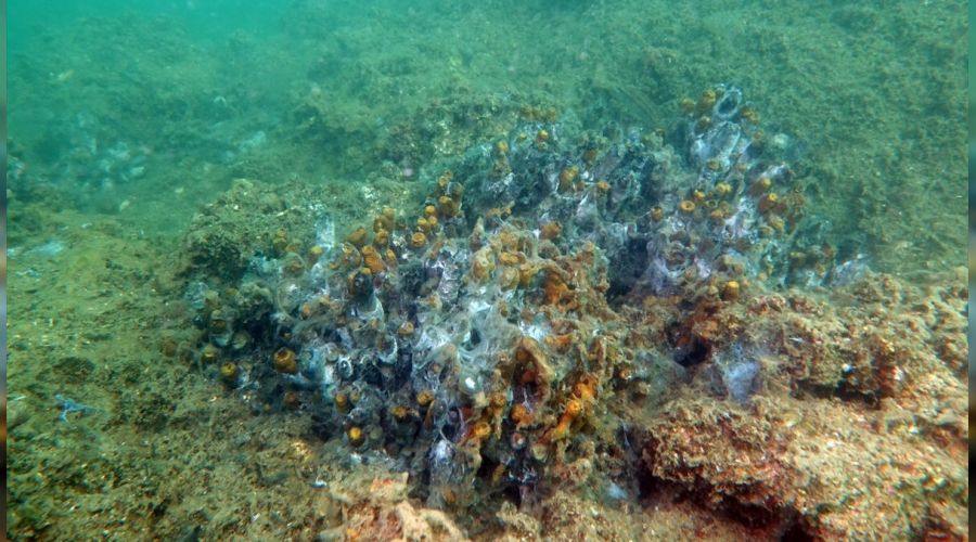 Marmara'da sünger ve mercanlar büyük zarar gördü