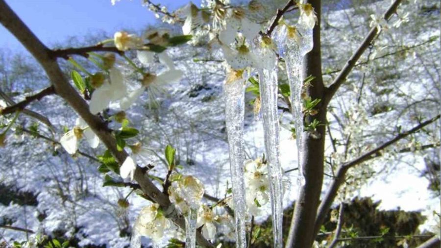 Meteorolojiden zirai don uyar�s�