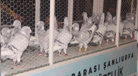 Milyon liralık güvercinler dudak uçuklattı