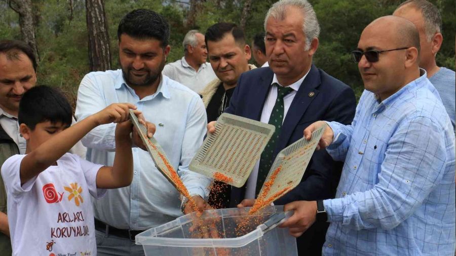 Milyonlarca ar� 100 gram�n� bir g�nde topluyor... Kilosu 400 TL