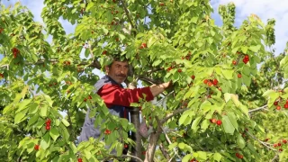 Misafir kiraznda hasat vakti