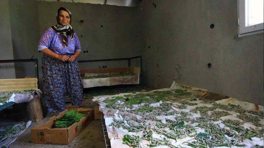 Muğla Büyükşehir'in desteği ile İpekböcekçiliği gelişiyor