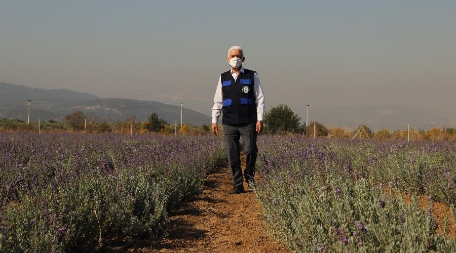 Muğla'da ikinci Lavanta hasadı yapıldı