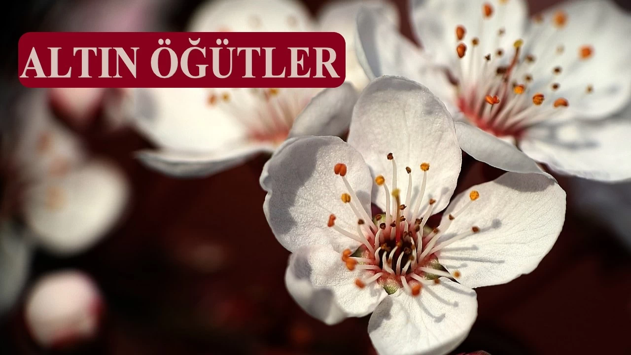 Mümin düzeltici, münafık yıkıcıdır