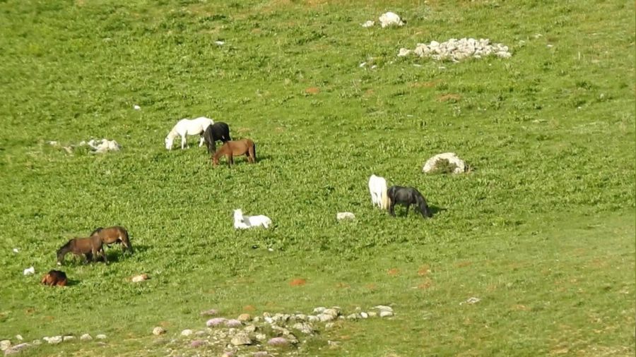 Munzur Da�lar�ndaki y�lk� atlar� g�r�nt�lendi