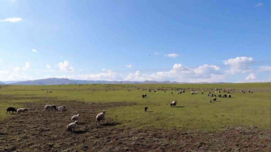 Muş, hayvancılık merkezi haline geliyor