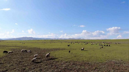 Muş, hayvancılık merkezi haline geliyor