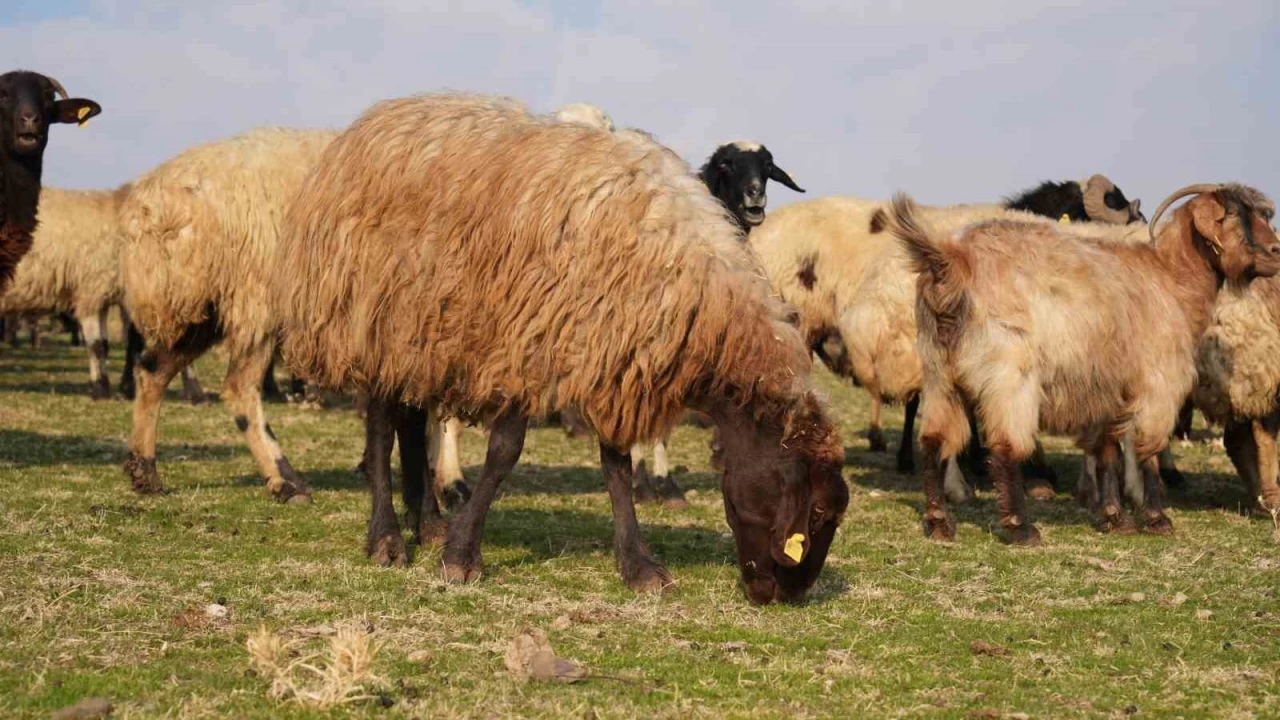 Mu'ta kar yamaynca yem giderleri azald