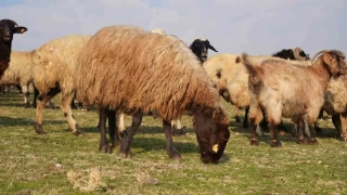 Mu'ta kar yamaynca yem giderleri azald