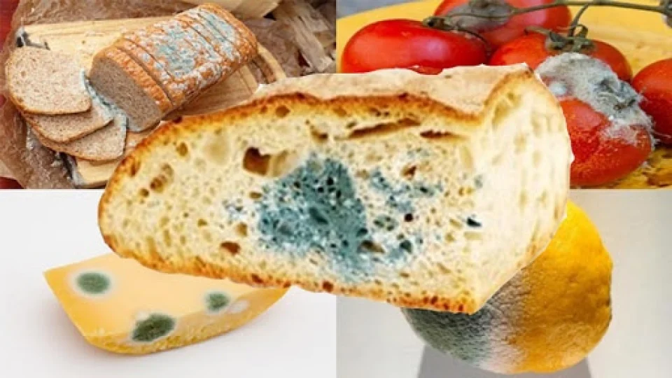 Mutfakta Küf Çıkmazı: Hangi Gıdalar Çöpe, Hangileri Tabağa?
