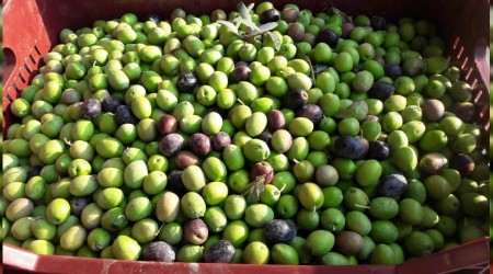 Mut'ta zeytin hasadı başladı