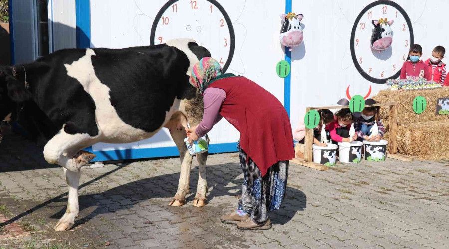 Öğrencilerine 'İ' harfini öğretmek için okula inek getirdi