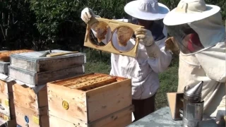 Olumsuz hava koşulları bal verimini düşürüyor
