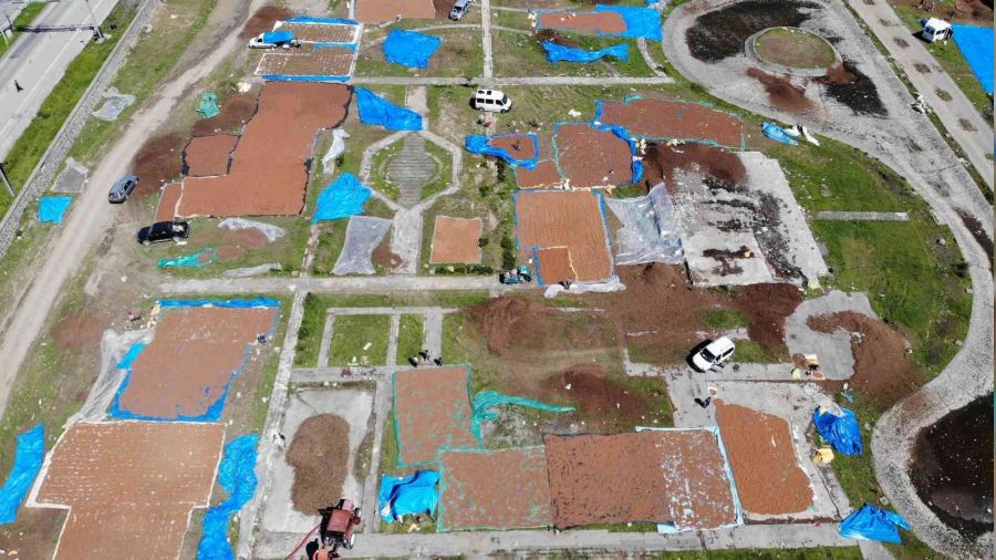 Ordu f�nd�k harman� gibi