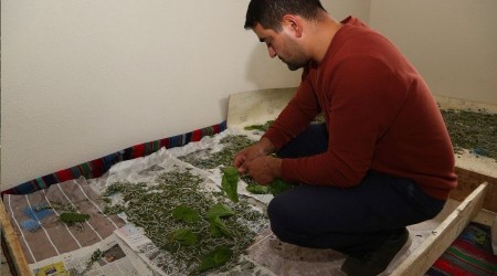 Ordu'da ipekböcekçiliği başladı