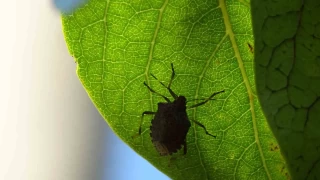 Ordu'da kahverengi kokarca fındığı vurdu