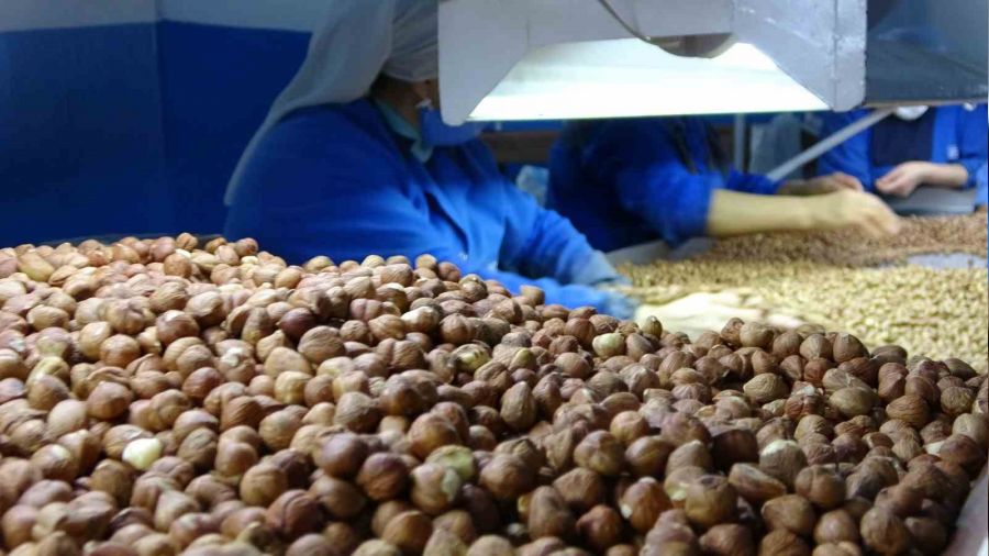 Ordu'da serbest piyasada f�nd�k 55 liradan i�lem g�r�yor