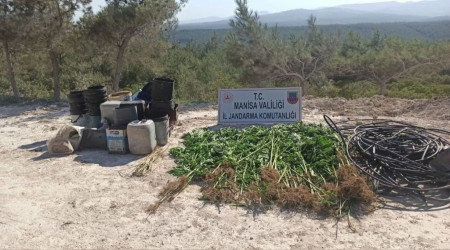 Ormana ektii kenevirleri sularken yakaland