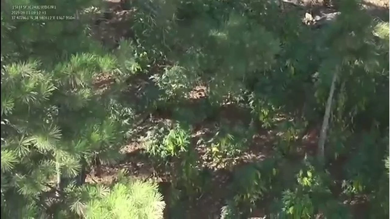 Ormanda uyu�turucu yeti�tirmi�ler: 2 g�zalt�