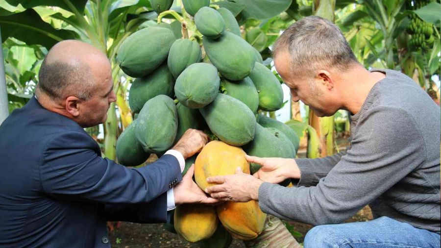 Örtü altında papaya üretimi denendi, bir fidan 60 kilo ürün verdi