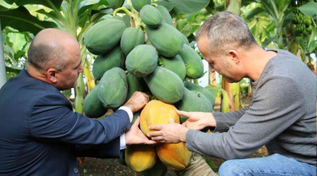 Örtü altında papaya üretimi denendi, bir fidan 60 kilo ürün verdi
