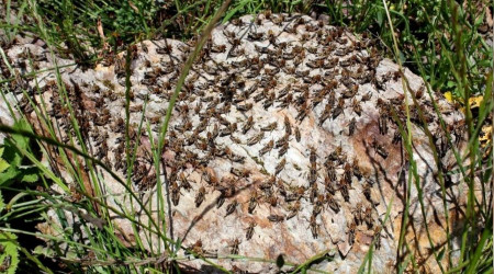 Osmaniye'de çekirge istilası