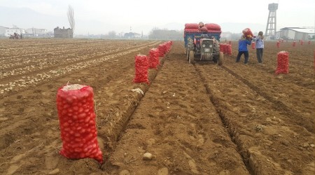 'Patates ithalatı yapılmamalı'