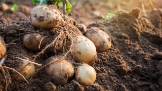 Patates ve Domates Akraba kt